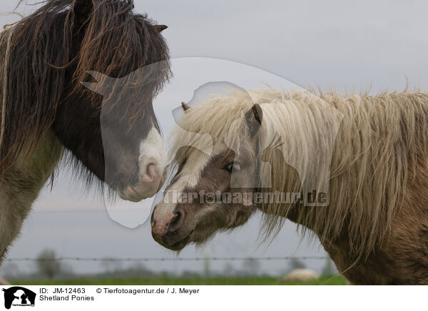 Shetland Ponies / JM-12463