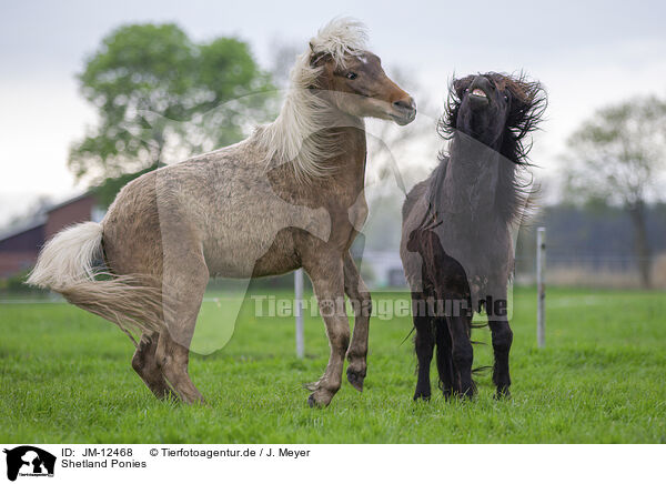 Shetland Ponies / JM-12468