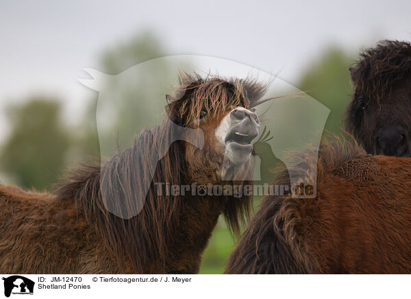 Shetland Ponies / JM-12470