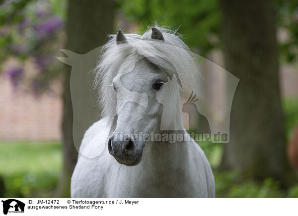 ausgewachsenes Shetland Pony / JM-12472