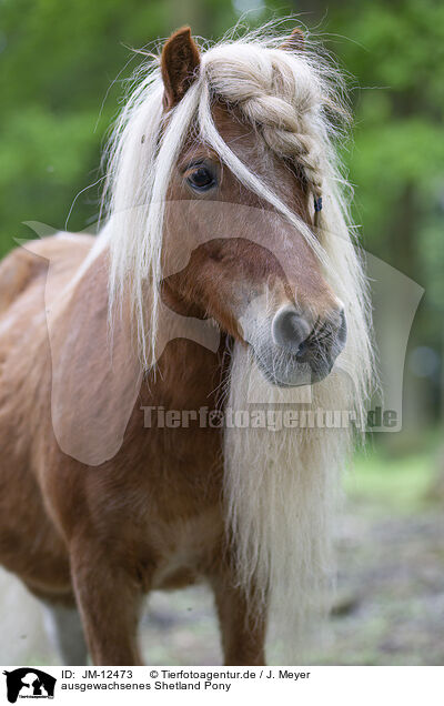 ausgewachsenes Shetland Pony / adult Shetland Pony / JM-12473