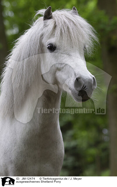 ausgewachsenes Shetland Pony / JM-12474