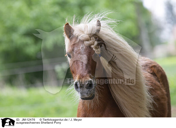 ausgewachsenes Shetland Pony / JM-12476