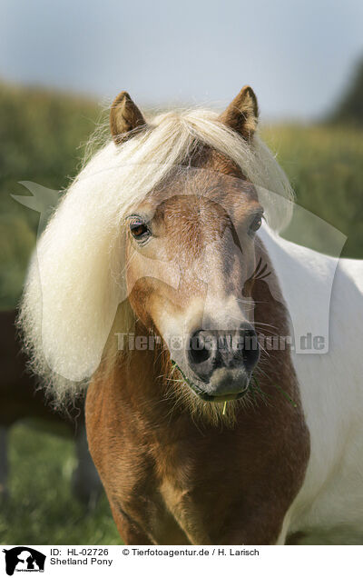 Shetland Pony / HL-02726
