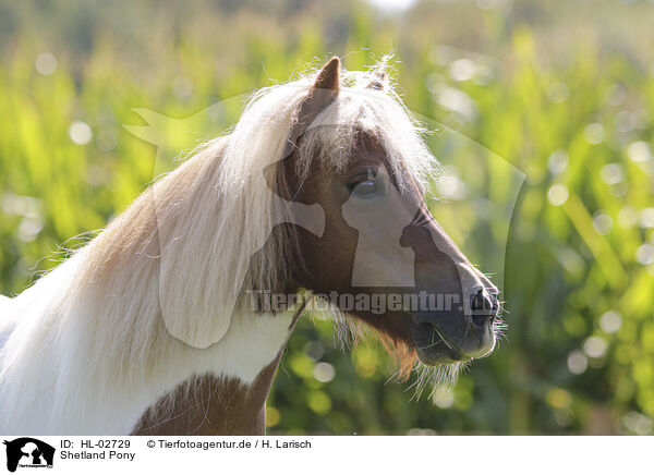 Shetland Pony / HL-02729