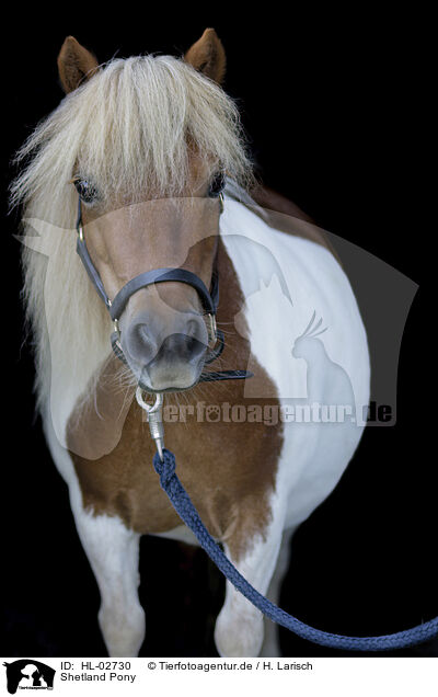 Shetland Pony / HL-02730
