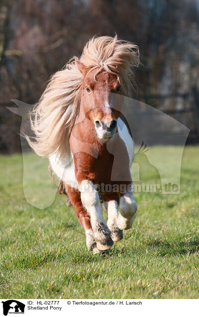 Shetland Pony / HL-02777