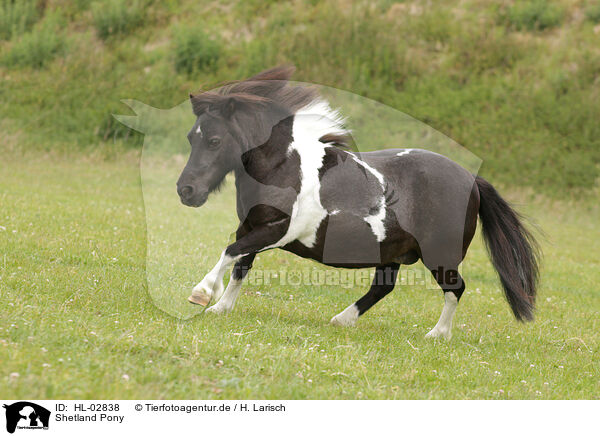 Shetland Pony / HL-02838