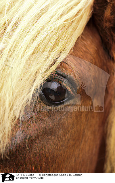 Shetland Pony Auge / Shetland Pony eye / HL-02855