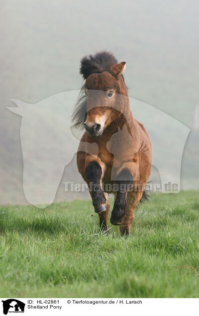 Shetland Pony / HL-02861