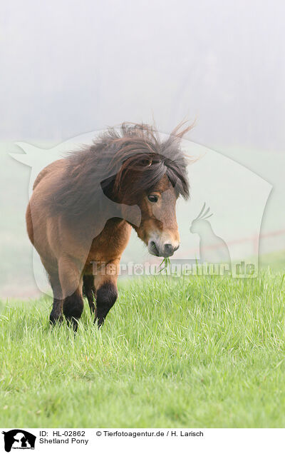Shetland Pony / HL-02862