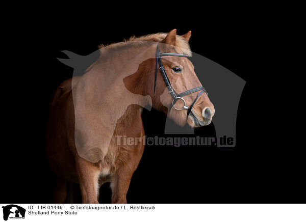 Shetland Pony Stute / LIB-01446