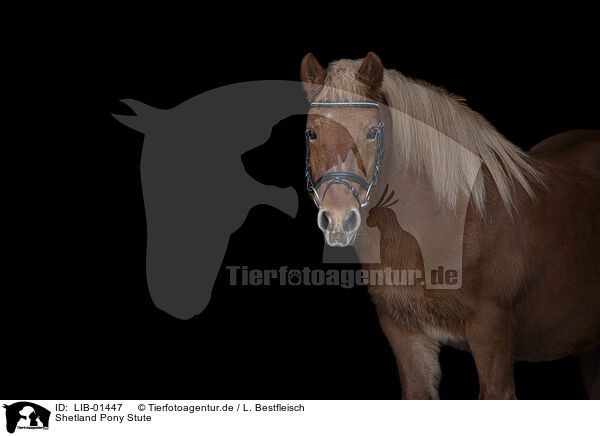 Shetland Pony Stute / Shetland Pony mare / LIB-01447