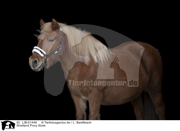 Shetland Pony Stute / Shetland Pony mare / LIB-01448