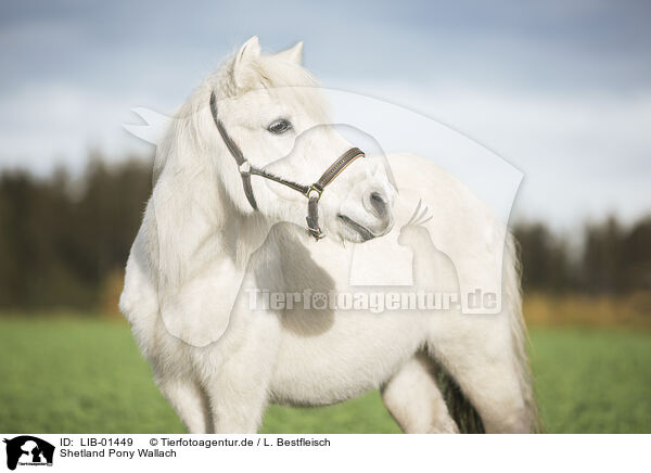 Shetland Pony Wallach / Shetland Pony gelding / LIB-01449