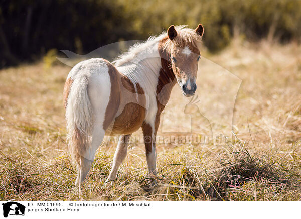 junges Shetland Pony / MM-01695