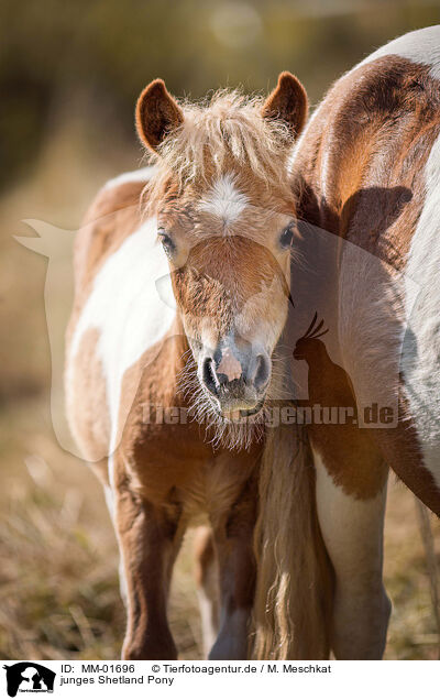 junges Shetland Pony / MM-01696