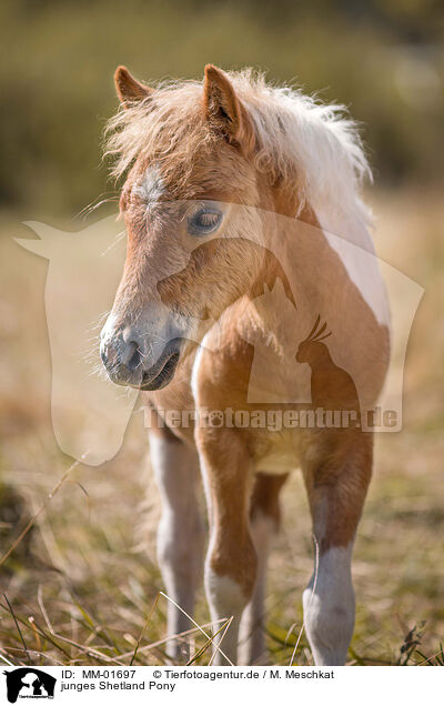 junges Shetland Pony / MM-01697