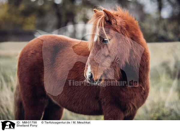 Shetland Pony / MM-01798