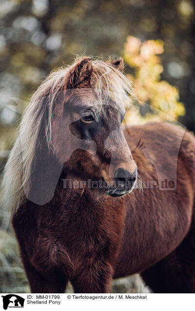 Shetland Pony / MM-01799