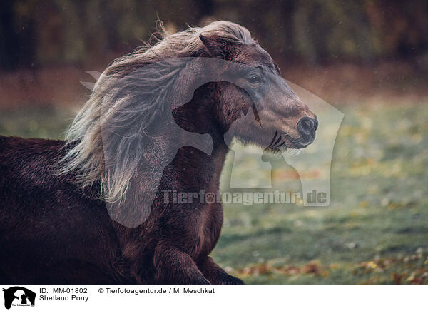 Shetland Pony / Shetland Pony / MM-01802