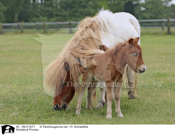 Shetland Ponies / HS-01871