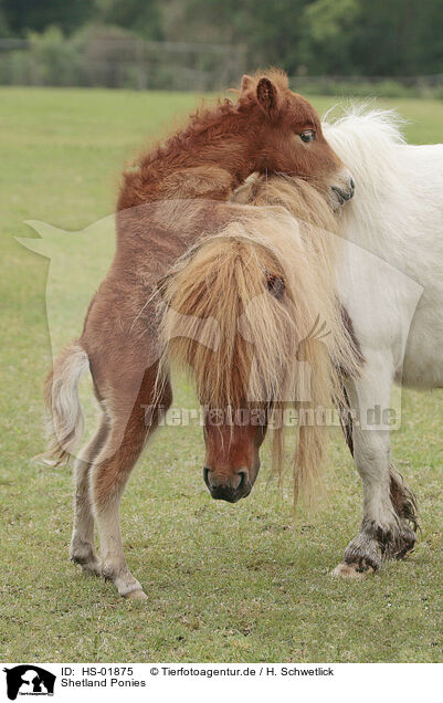 Shetland Ponies / Shetland Ponies / HS-01875