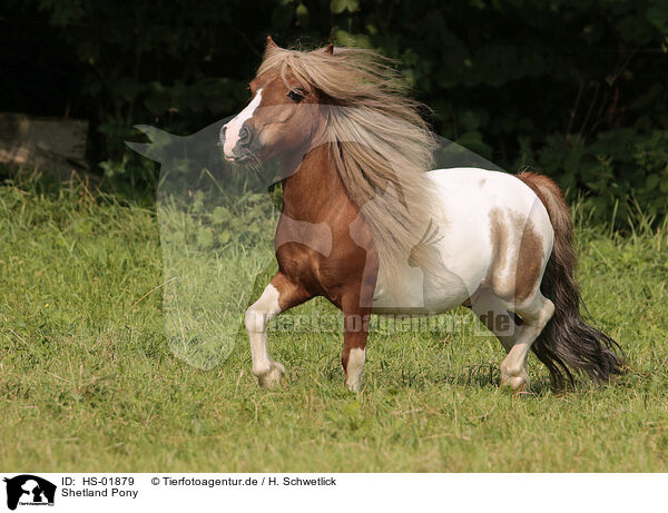 Shetland Pony / HS-01879