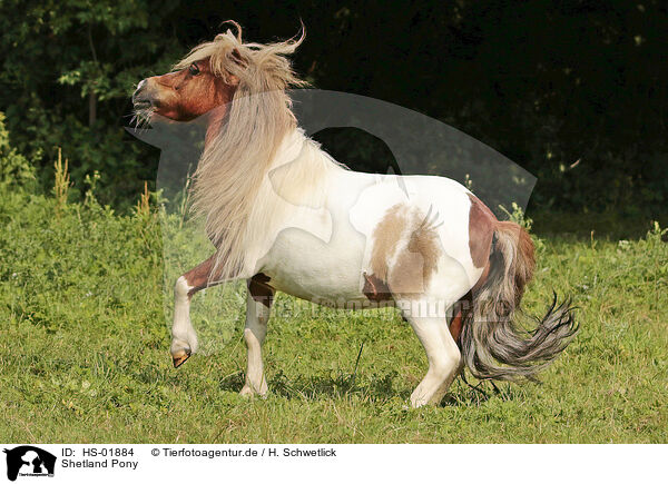 Shetland Pony / Shetland Pony / HS-01884