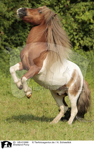 Shetland Pony / HS-01888