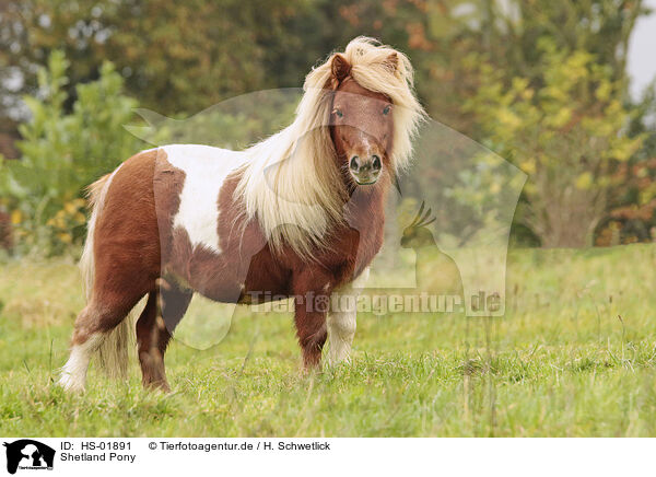 Shetland Pony / Shetland Pony / HS-01891