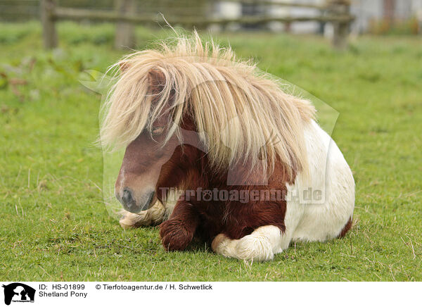 Shetland Pony / Shetland Pony / HS-01899