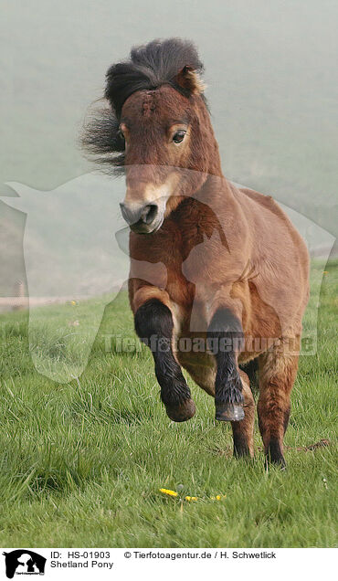 Shetland Pony / Shetland Pony / HS-01903