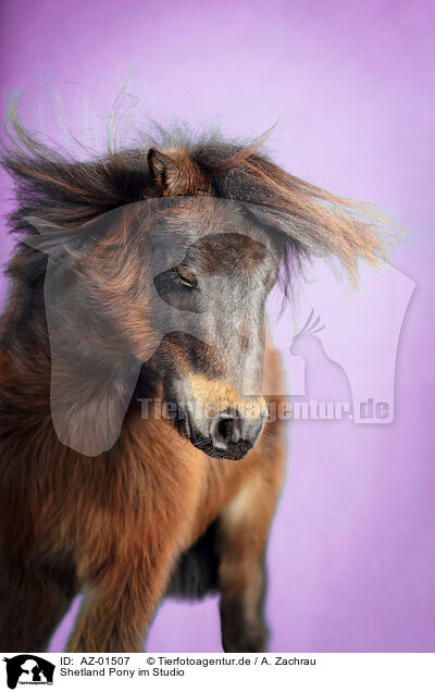 Shetland Pony im Studio / AZ-01507