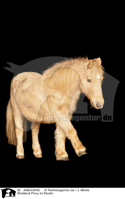 Shetland Pony im Studio / JAM-03449