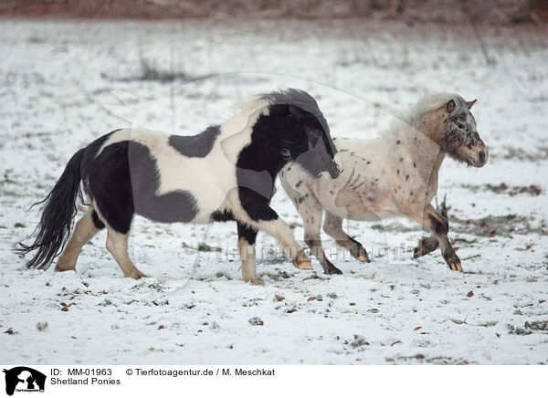 Shetland Ponies / Shetland Ponies / MM-01963