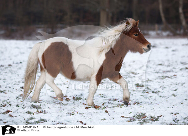 Shetland Pony / Shetland Pony / MM-01971