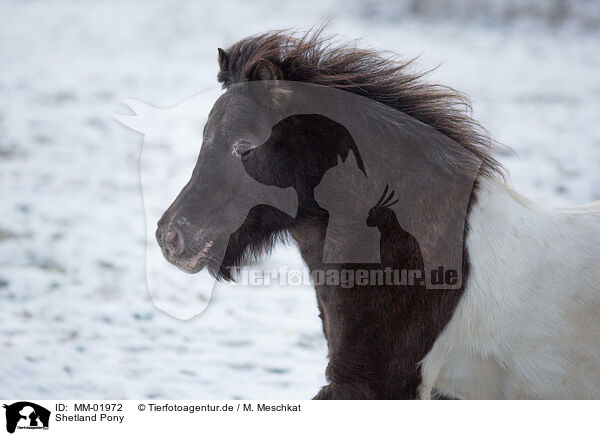 Shetland Pony / Shetland Pony / MM-01972