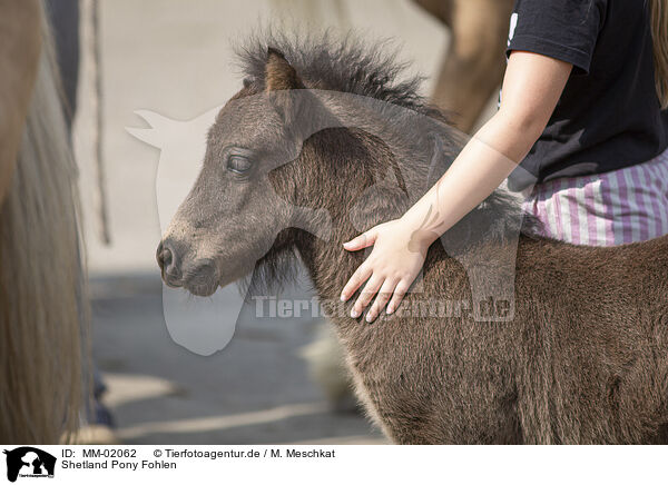 Shetland Pony Fohlen / Shetland Pony foal / MM-02062