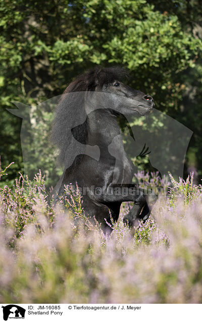 Shetland Pony / JM-16085