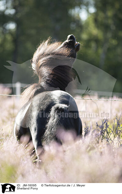 Shetland Pony / Shetland Pony / JM-16095