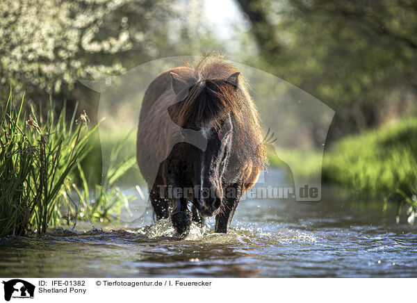 Shetland Pony / Shetland Pony / IFE-01382