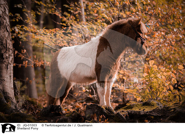 Shetland Pony / JQ-01003