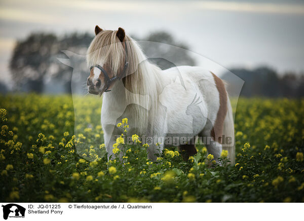 Shetland Pony / Shetland Pony / JQ-01225