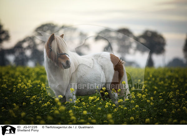 Shetland Pony / JQ-01226