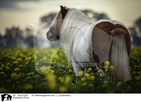 Shetland Pony / JQ-01227