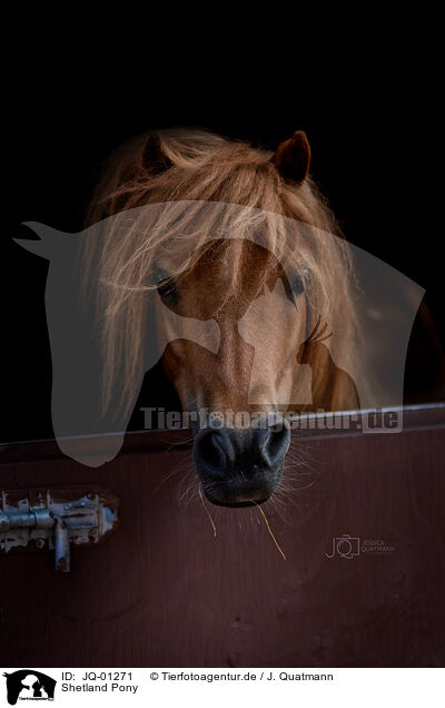 Shetland Pony / JQ-01271