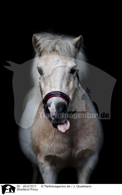 Shetland Pony / JQ-01511