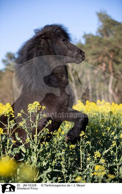 Shetland Pony / JM-16328