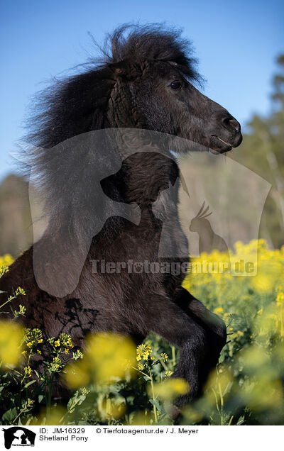 Shetland Pony / JM-16329